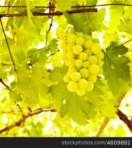 Picture of ripe white grape branch, grape leaves background, tasty sweet fruits, warm sunlight through fresh green grapes leaves, vine produce, winery industry, vines valley&#xA;&#xA;