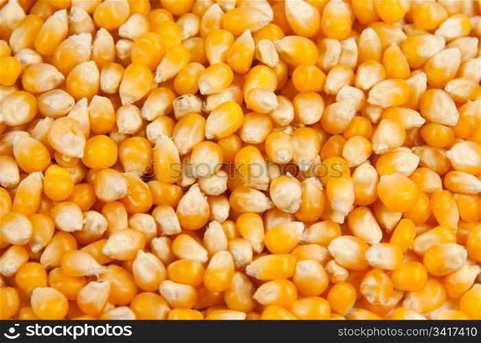 Picture of several dried mais corn - closeup