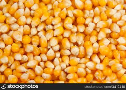 Picture of several dried mais corn - closeup