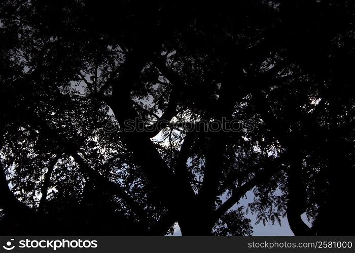 Picture of Silhouetted Tree Branches and Leaves