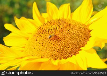 Picture of Sunflower closeup summer sunny day