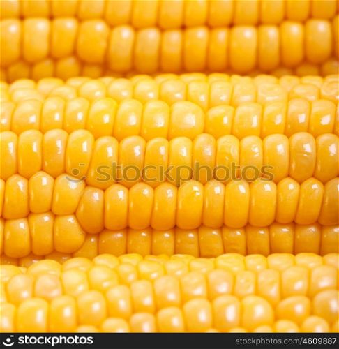 Picture of sweetcorn background, closeup yellow corn texture, healthy organic food, bio nutrition, fresh ripe vegetable, grain harvest season, maize snack, vegetarian eating and diet concept