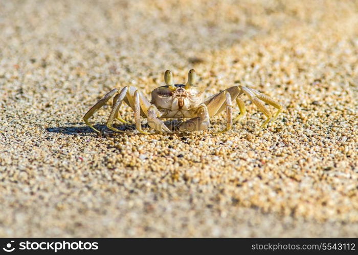 picture of the cabs on the sand beach.Indonesia.