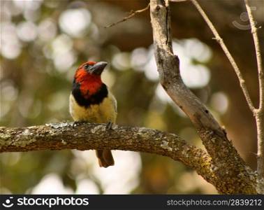 Picture of the Colorful Black Collared Barbet Bird on Branch