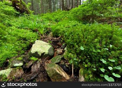 Picture of the forest in the Carpathian mountains