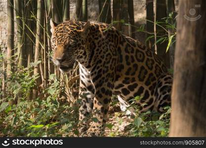 Picture of the jaguar at the zoo in Thailand.