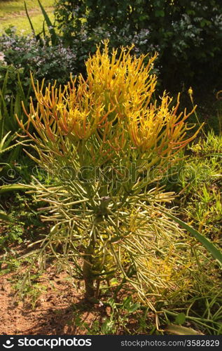 Picture of the Lovely Euphorbia burmanii Succulent