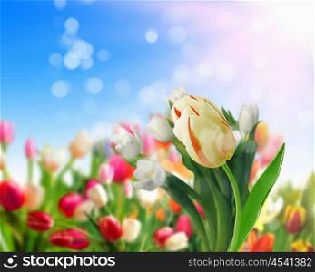 picture of tulip fields and blue sky