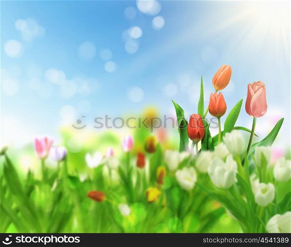 picture of tulip fields and blue sky