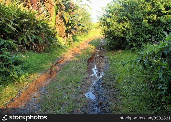 Picture of Water Erotion on Dirt Road in Tropical Forest