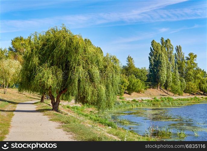 Picture of willow and path at bank of pond