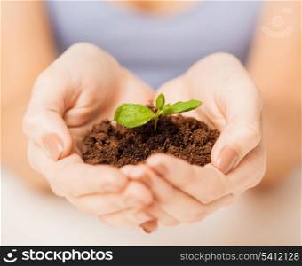 picture of woman hands with green sprout and ground