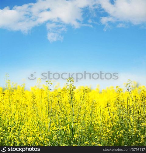 Picture of yellow field rapeseed in bloom