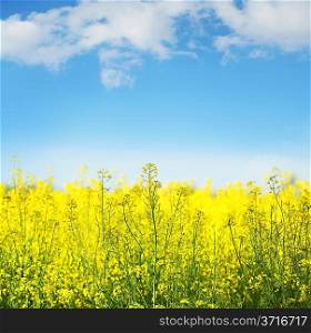 Picture of yellow field rapeseed in bloom