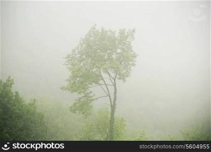Picture presenting the tree in the dense fogg