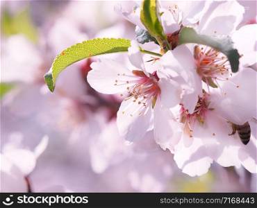 Picture with almond flowers with soft light and blurred background in pink color.