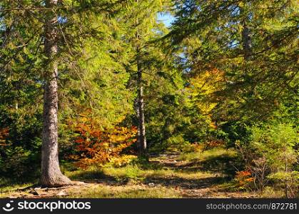 Picturesque autumn landscape. Forest with coniferous and yellow deciduous trees on a bright sunny day.