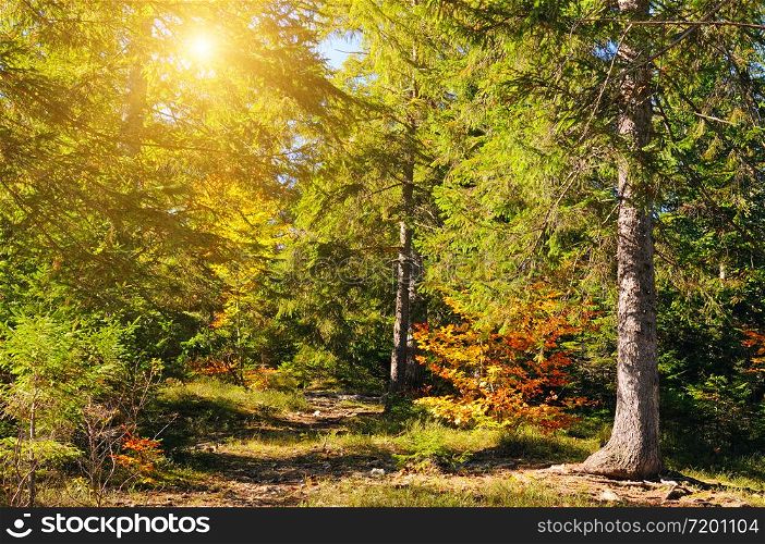 Picturesque autumn landscape. Forest with coniferous trees on a bright sunny day.