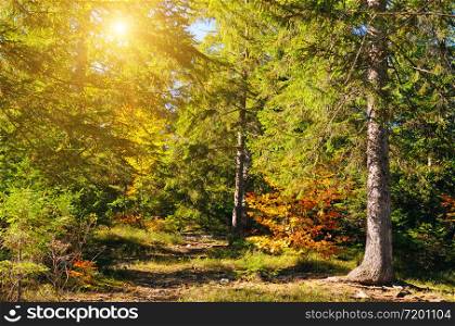 Picturesque autumn landscape. Forest with coniferous trees on a bright sunny day.