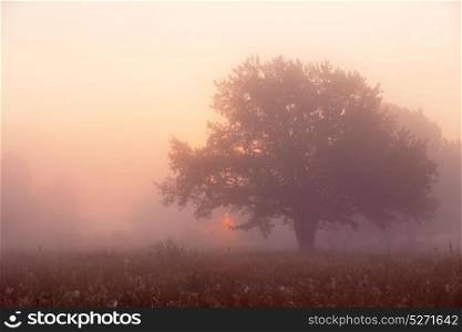 Picturesque autumn landscape misty dawn in an oak grove on the meadow. Oak Tree in Meadow at Sunrise, Sunbeams breaking through Morning Fog