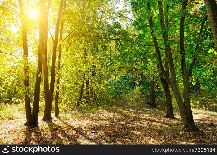 Picturesque autumn landscape. Yellow deciduous trees on a bright sunny day.