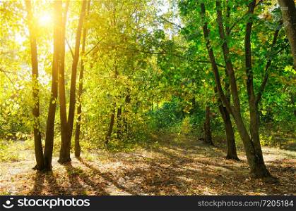 Picturesque autumn landscape. Yellow deciduous trees on a bright sunny day.