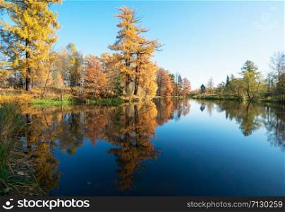 Picturesque autumn landscape. Yellow trees are reflected in the water of a small pond . Priyutino, Vsevolozhsk, Leningrad region.. Picturesque autumn landscape. Yellow trees are reflected in the water of a small pond .