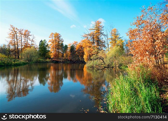 Picturesque autumn landscape. Yellow trees are reflected in the water of a small pond .Priyutino, Vsevolozhsk, Leningrad region.. Picturesque autumn landscape. Yellow trees are reflected in the water of a small pond .