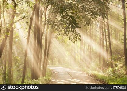 Picturesque concrete road in misty forest, magical sunrise shines through the branches of wild trees on bright misty.