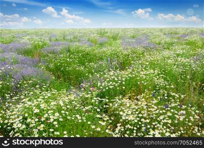 Picturesque field covered grass, lavender, daisies and other flowers.