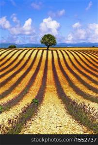 Picturesque fields of lavander and lonely tree over horizont, Valensole, France. beauty in nature - hills of blooming lavanda