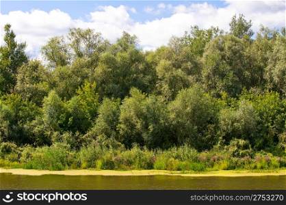 Picturesque forest and the river. Ukraine. Seversky Doneth