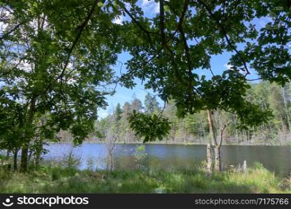 picturesque forest lake, spreading oak on the shore of a forest pond. spreading oak on the shore of a forest pond, picturesque forest lake