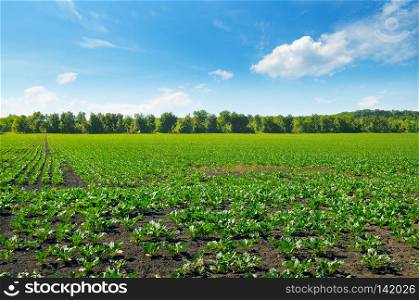Picturesque green beet field and blue sky with light clouds. Agricultural landscape.