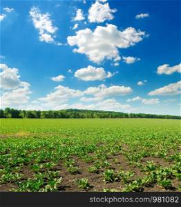 Picturesque green beet field and blue sky with light clouds. Agricultural landscape.