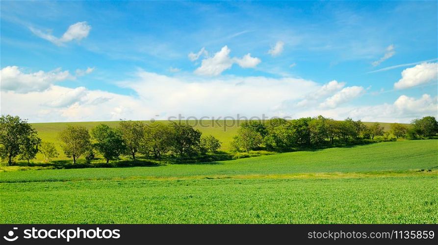 Picturesque green field and blue sky. Agricultural landscape.Wide photo.