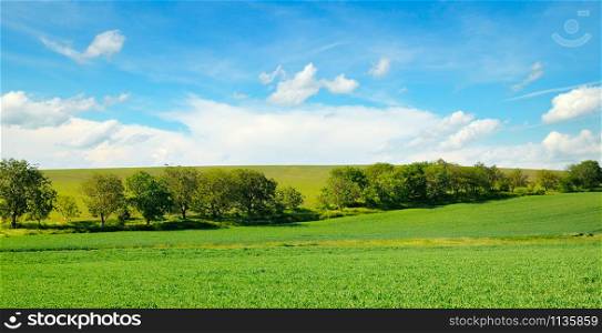 Picturesque green field and blue sky. Agricultural landscape.Wide photo.