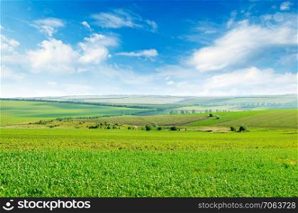 Picturesque green field and blue sky with light clouds. Agricultural landscape.