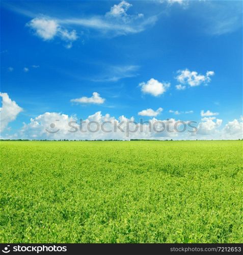 Picturesque green field and blue sky with light clouds. Agricultural landscape.