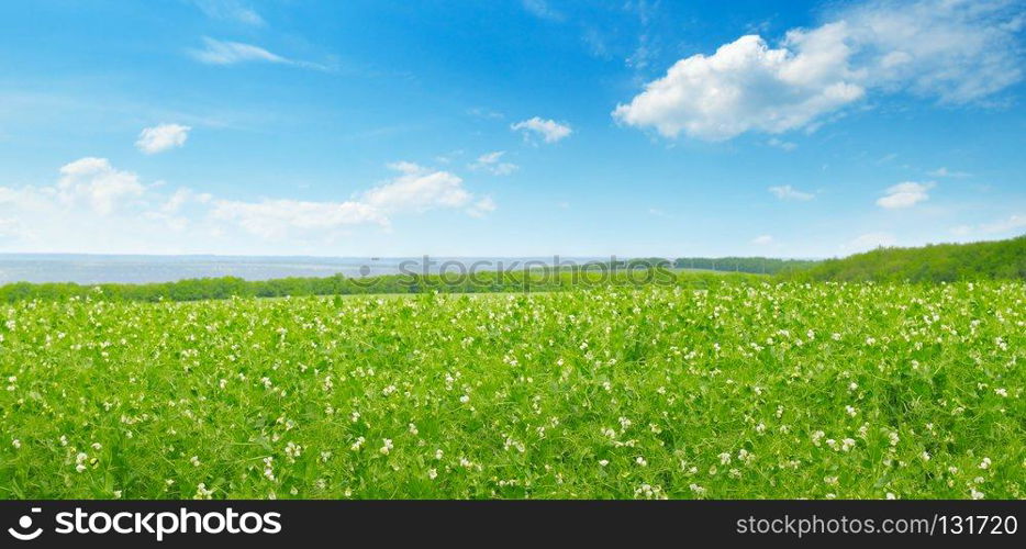 Picturesque green field and blue sky with light clouds. Agricultural landscape. Wide photo .