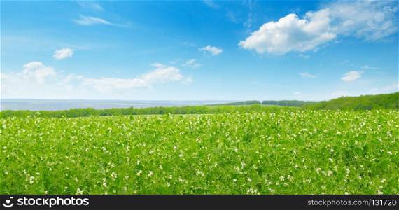 Picturesque green field and blue sky with light clouds. Agricultural landscape. Wide photo .