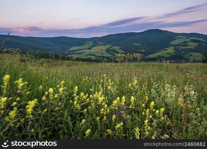 Picturesque June Carpathian mountain countryside meadows. Abundance of vegetation and beautiful wild flowers.