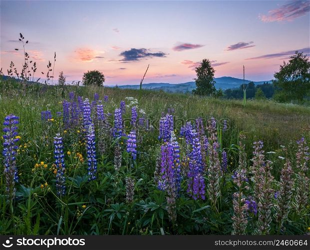 Picturesque June Carpathian mountain countryside meadows. Abundance of vegetation and beautiful wild flowers.