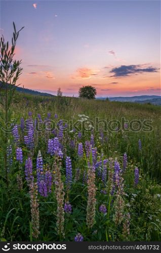 Picturesque June sunset Carpathian mountain countryside meadows. Abundance of vegetation and beautiful wild flowers.