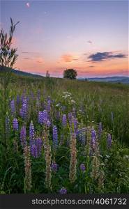 Picturesque June sunset Carpathian mountain countryside meadows. Abundance of vegetation and beautiful wild flowers.
