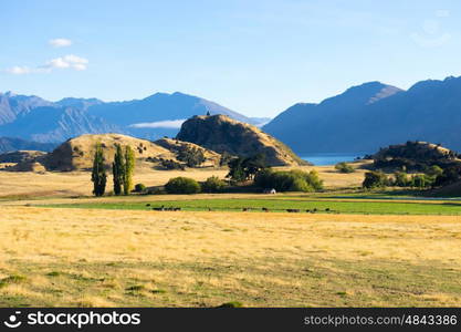 Picturesque landscape. Natural landscape of New Zealand alps and field