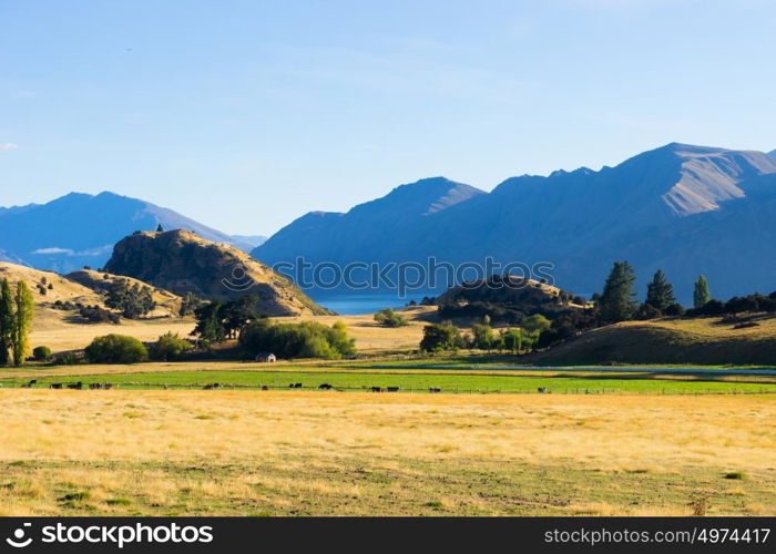 Picturesque landscape. Natural landscape of New Zealand alps and field