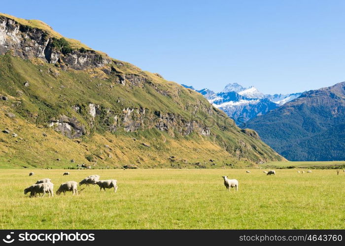 Picturesque landscape. Natural landscape of New Zealand alps and meadows