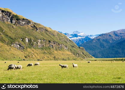 Picturesque landscape. Natural landscape of New Zealand alps and meadows