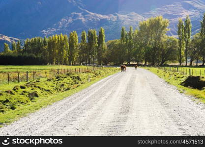 Picturesque landscape. Natural landscape of New Zealand alps and road